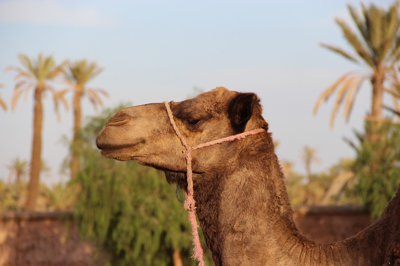 ✈ Marrakech: volo diretto A/R + riad 4 stelle prezzo a persona - immagine 8